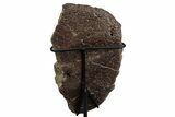 Ankylosaur (Zuul) Osteoderm with Stand - Judith River Formation #382550-4
